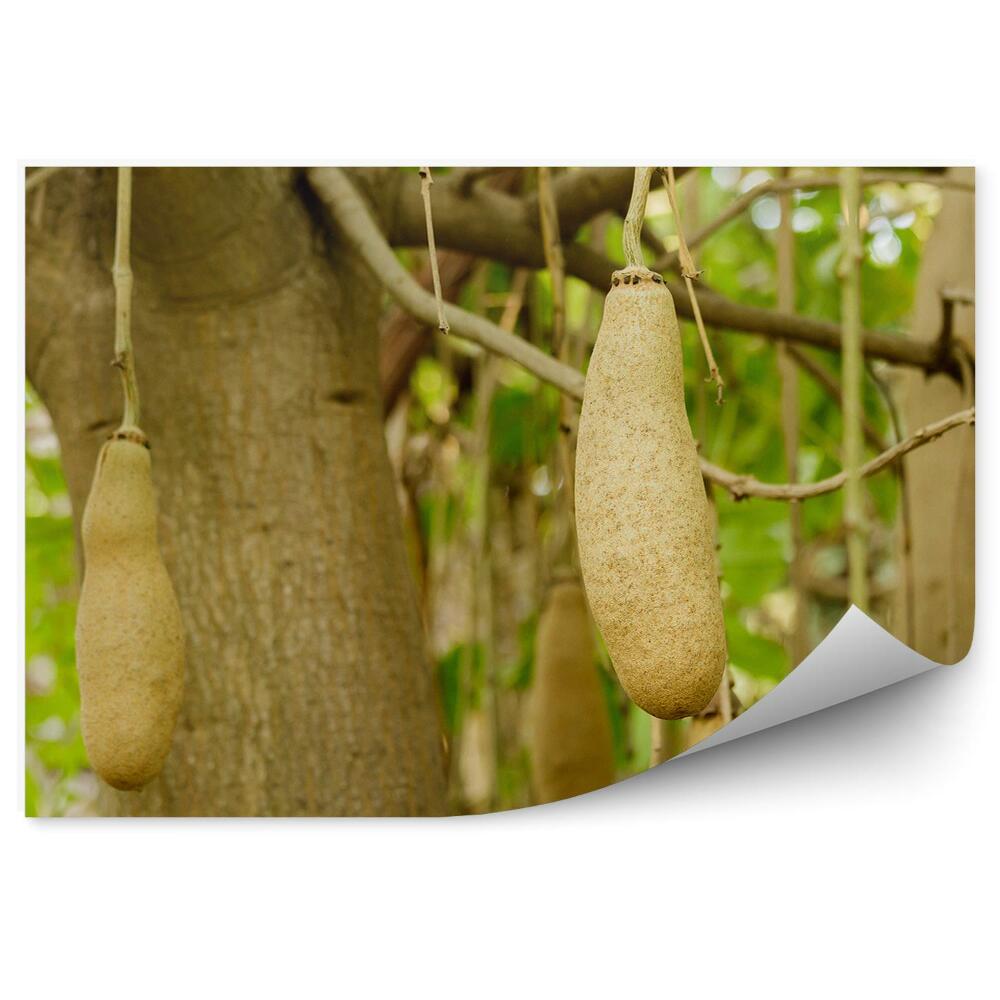 Öntapadós fotótapéta Gyümölcsfa természet közelkép