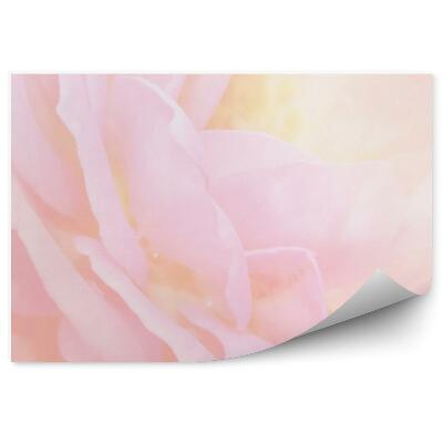 Poszter tapéta Rózsaszín rózsaszirom háttér