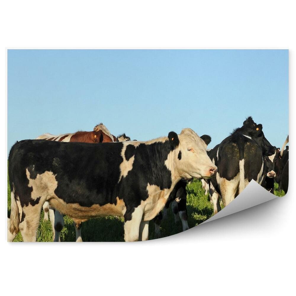 Öntapadós fotótapéta Tehén legelésző tisztás égbolt