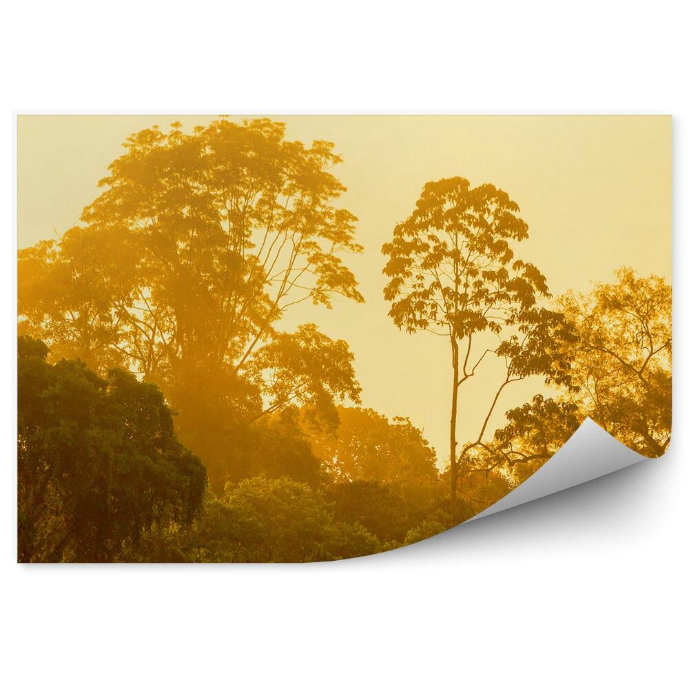 Fotótapéta fény fák erdő természet