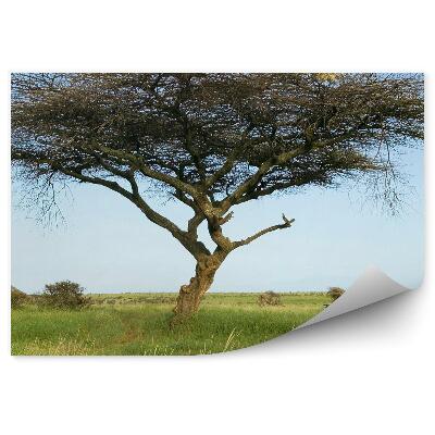 Öntapadó fotótapéta Szafari útmutató akácfa fű növények égbolt