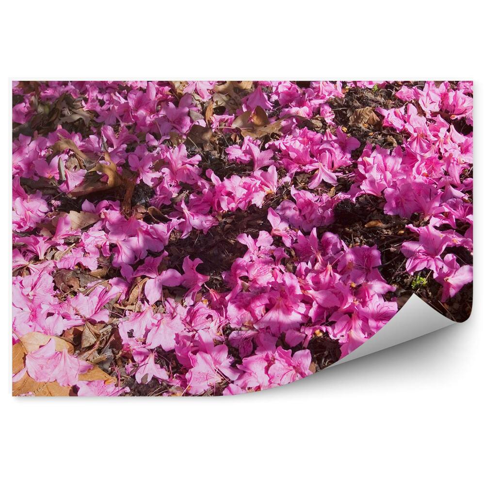 Fotótapéta Rózsaszín washingtoni azálea