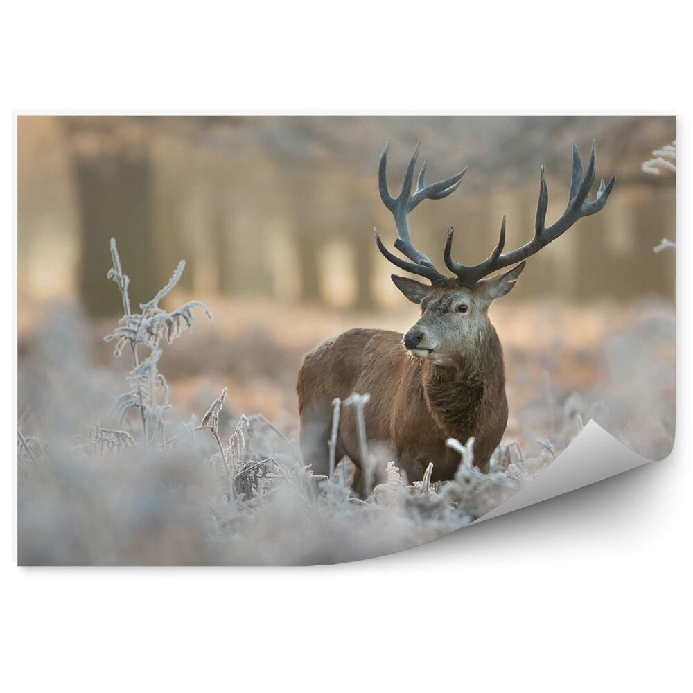 Modern fotótapéta Szarvas fagyos növényzet között