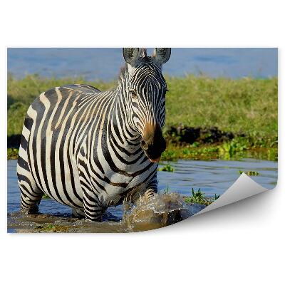 Modern fotótapéta Zebra Kenyában