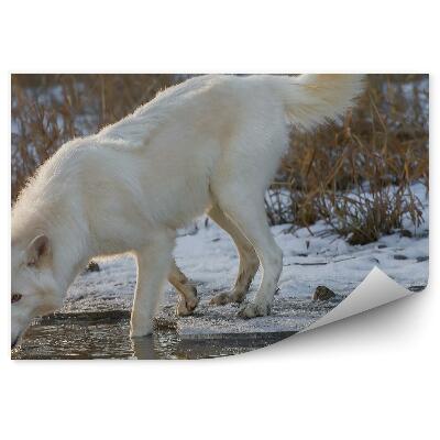Modern fotótapéta Ivóvíz fehér sarkvidéki farkas víz téli hó jég fű