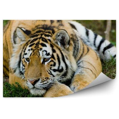 Fotótapéta Pihenő tigris