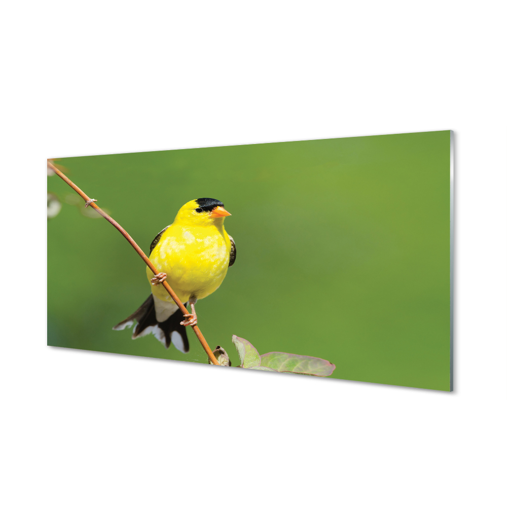 Sárga papagáj egy ágon Üvegkép nyomtatás