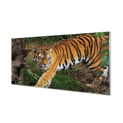 Tigris a vadászat során Üvegkép nyomtatás