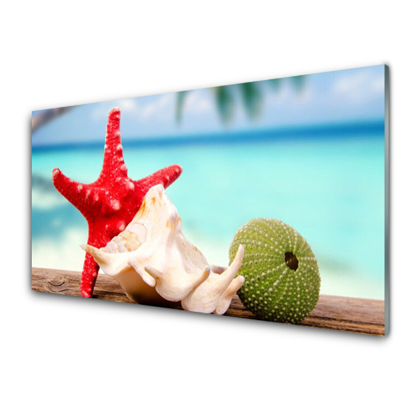 Modern Üvegkép Shell Starfish Water
