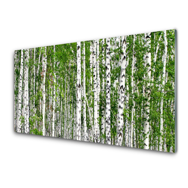 Üvegkép Falra Nyírfák természet