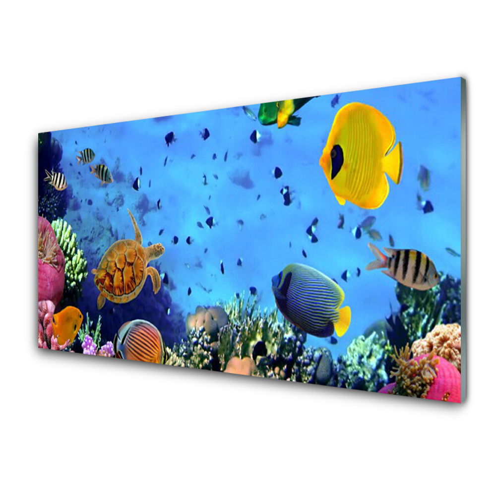 Üvegfotó Ocean Fish Korallzátony