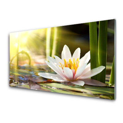 Üvegkép Falra Tavirózsa virág a nap sugaraiban