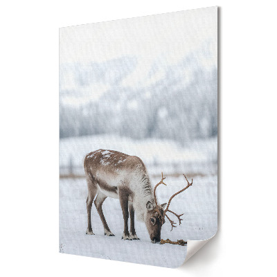Plakát nyomtatás Rénszarvas téli tájban