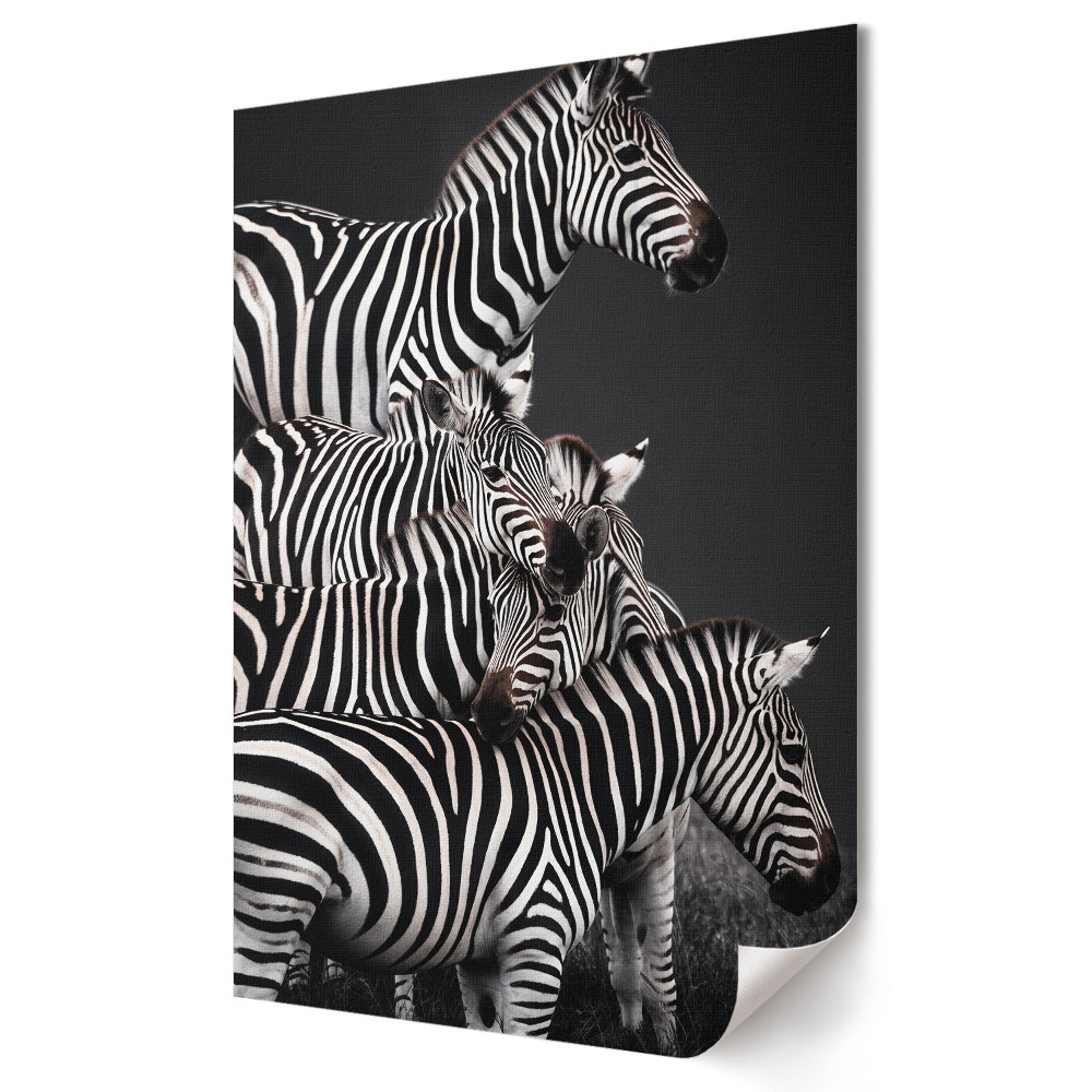 Plakát nyomtatás Zebra fekete-fehér harmóniában