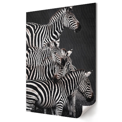 Zebra fekete-fehér harmóniában plakát