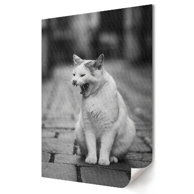 Plakát poszter Egy álmos macska az utcán