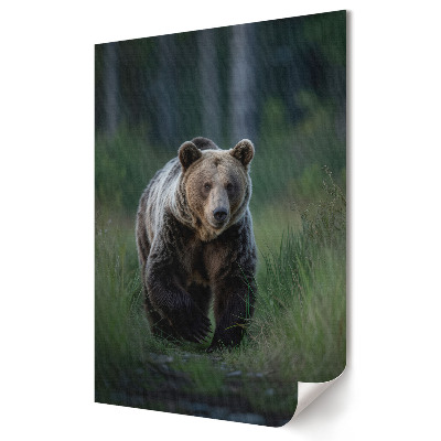 Fali poszter Grizzly természetes élőhelyén